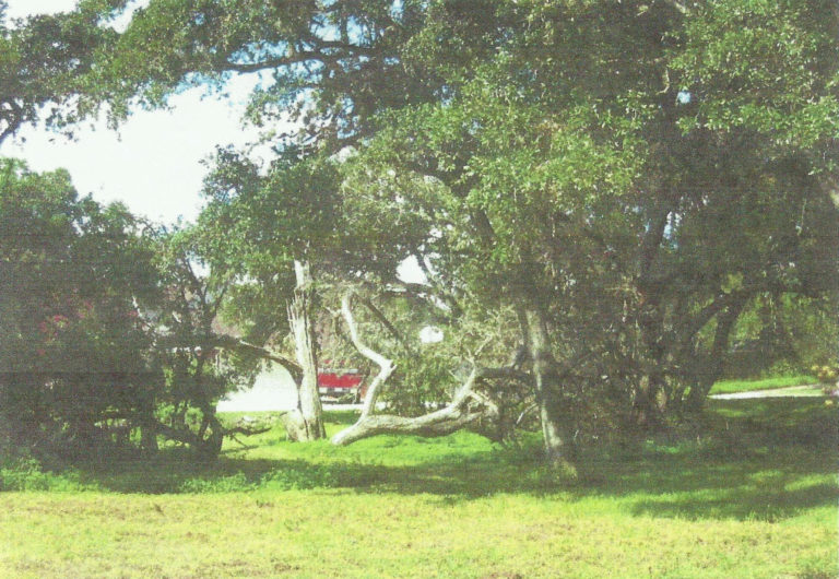 Tree Removal  Service Project